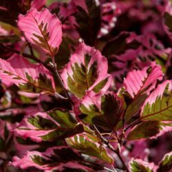 fagus sylvatica tricolo faggio 1