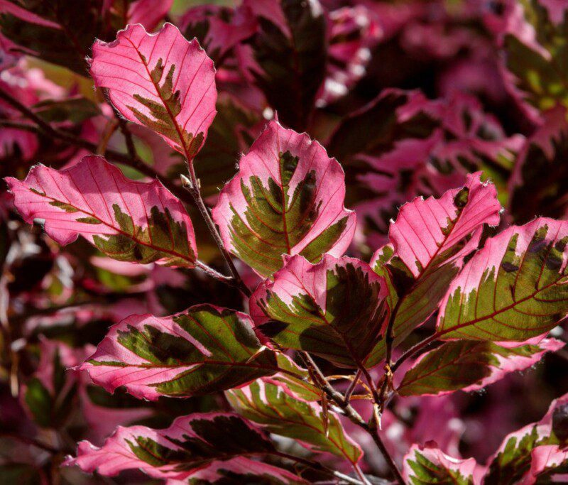 fagus sylvatica tricolo faggio 1 fagus sylvatica tricolo faggio 1