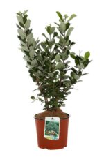 feijoa sellowiana acca sellowiana 1