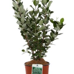 feijoa sellowiana acca sellowiana 1