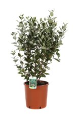 feijoa sellowiana acca sellowiana