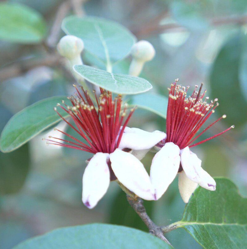 feijoa sellowiana acca sellowiana 2 feijoa sellowiana acca sellowiana 2