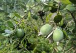 feijoa sellowiana acca sellowiana 4