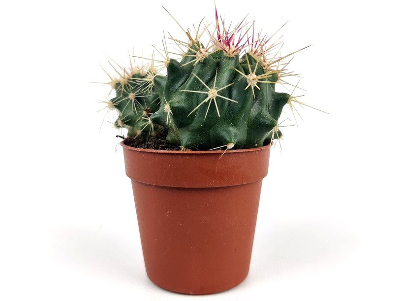 ferocactus pottsii ferocactus pottsii