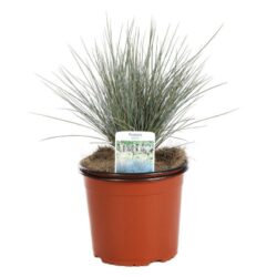 festuca glauca 1