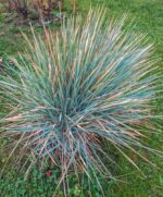 festuca glauca