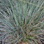 festuca glauca 2