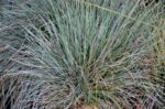 festuca glauca 2