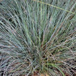 festuca glauca 2