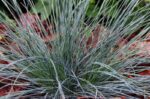 festuca glauca azurit 1