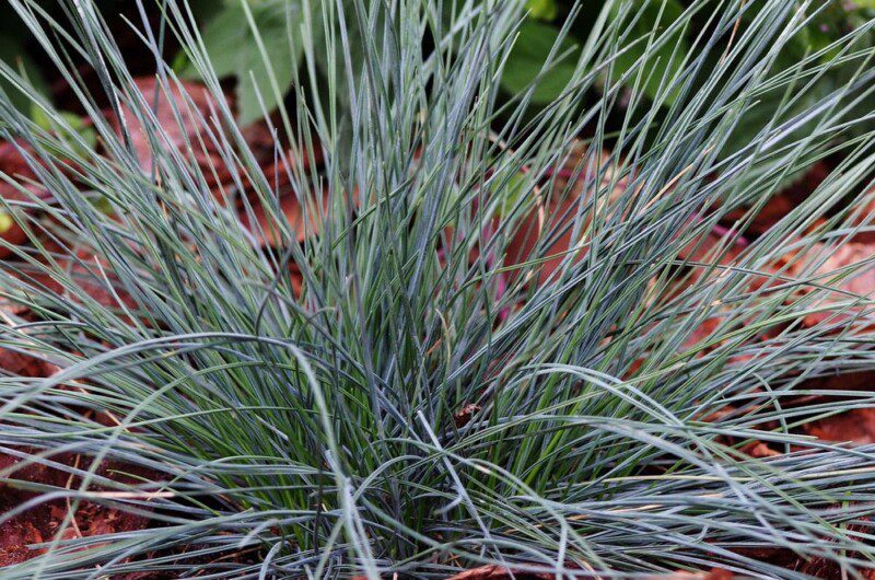 festuca glauca azurit 1 festuca glauca azurit 1