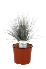 festuca glauca azurit