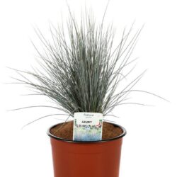 festuca glauca azurit