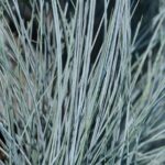 festuca glauca elijah blue 1