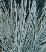 festuca glauca elijah blue 1