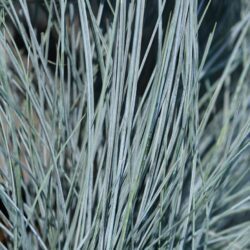 festuca glauca elijah blue 1