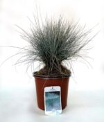 festuca glauca elijah blue