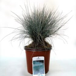 festuca glauca elijah blue