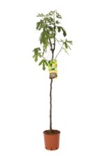 fico brogiotto bianco certificato frutcert