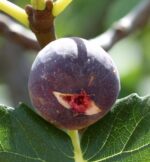 fico brogiotto nero certificato frutcert 1