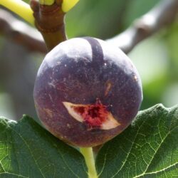 fico brogiotto nero certificato frutcert 1