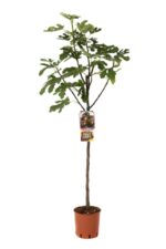 fico brogiotto nero certificato frutcert