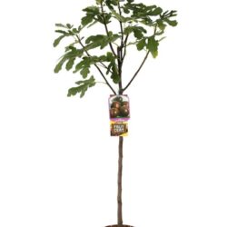 fico brogiotto nero certificato frutcert