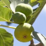 fico dottato certificato frutcert 1