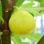 fico fiorone giallo certificato frutcert 1