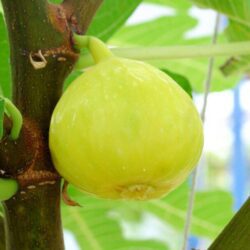 fico fiorone giallo certificato frutcert 1