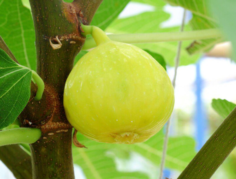 fico fiorone giallo certificato frutcert 1 fico fiorone giallo certificato frutcert 1