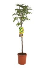 fico fiorone giallo certificato frutcert