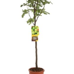 fico fiorone giallo certificato frutcert