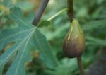 fico lungo del portogallo certificato frutcert 1