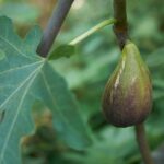 fico lungo del portogallo certificato frutcert 1