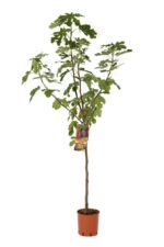 fico lungo del portogallo certificato frutcert