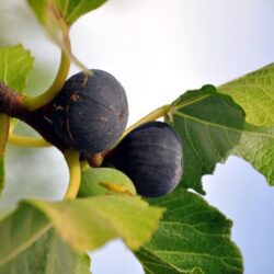 fico turca nero certificato frutcert