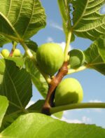 fico verdino certificato frutcert 1
