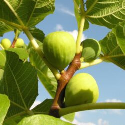 fico verdino certificato frutcert 1
