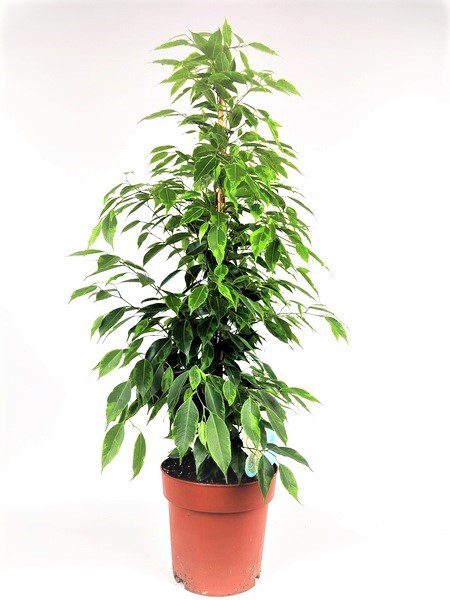 ficus benjamina 2 ficus benjamina 2