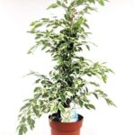 ficus benjamina variegato 1
