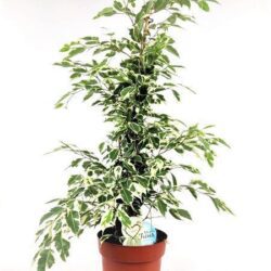 ficus benjamina variegato 1