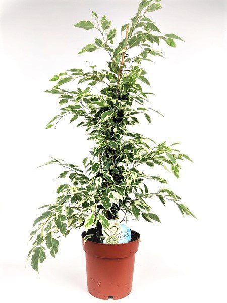 ficus benjamina variegato 1 ficus benjamina variegato 1