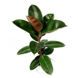 ficus elastica 3 scaled 1