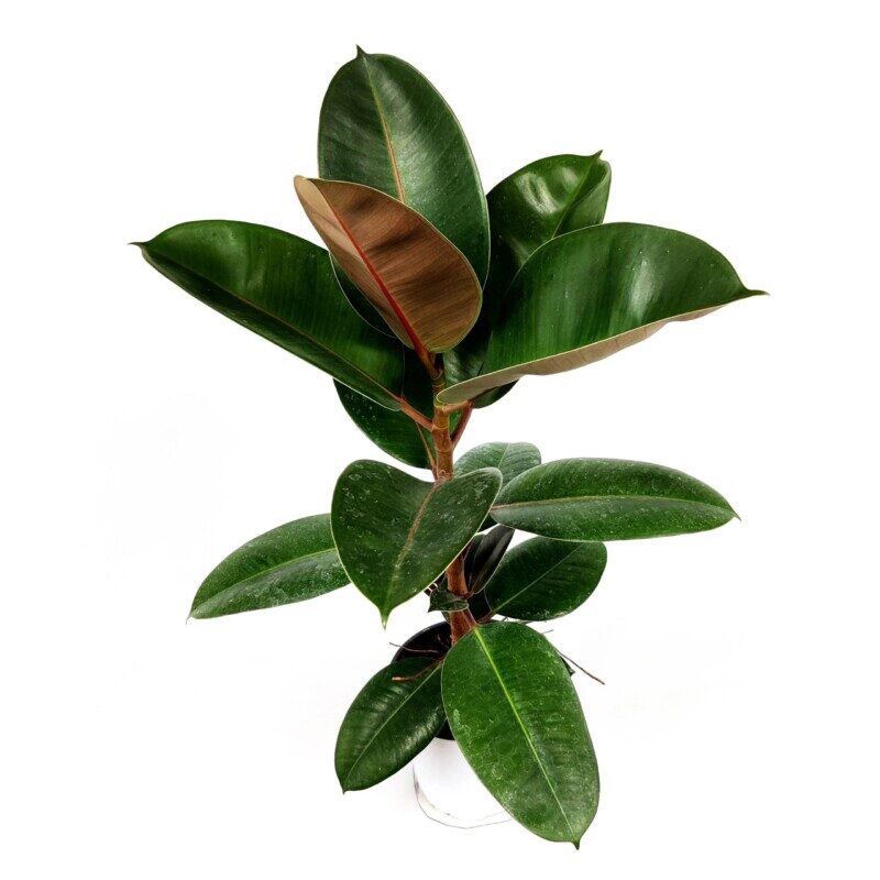 ficus elastica 3 scaled 1