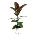 ficus elastica scaled 1