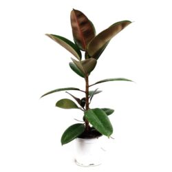 ficus elastica scaled 1