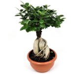ficus ginseng 1
