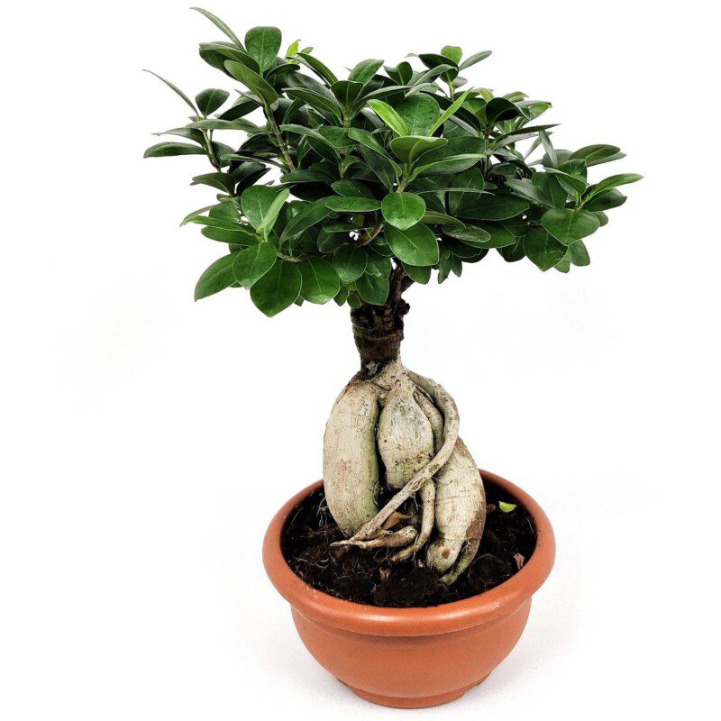 ficus ginseng 1 ficus ginseng 1
