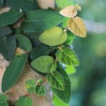 ficus repens 1